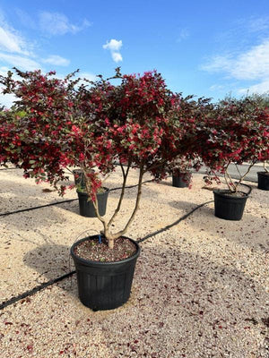 LOROPETALUM CHINENSIS BLACK Loropetalum