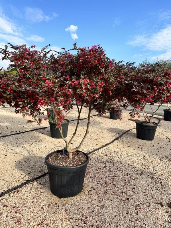 LOROPETALUM CHINENSIS BLACK Loropetalum