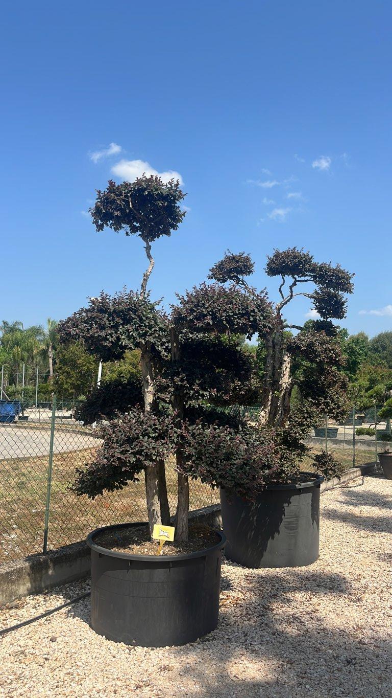 LOROPETALUM CHINENSIS BLACK Loropetalum
