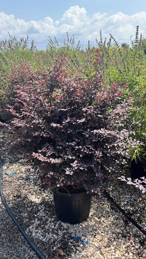 LOROPETALUM CHINENSIS BLACK Loropetalum