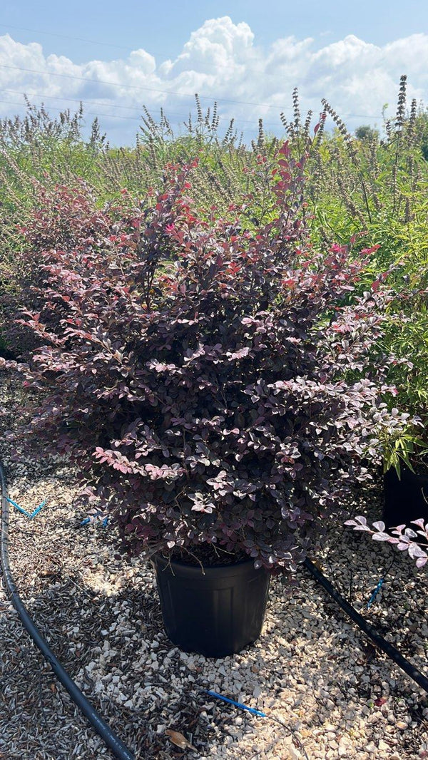LOROPETALUM CHINENSIS BLACK Loropetalum
