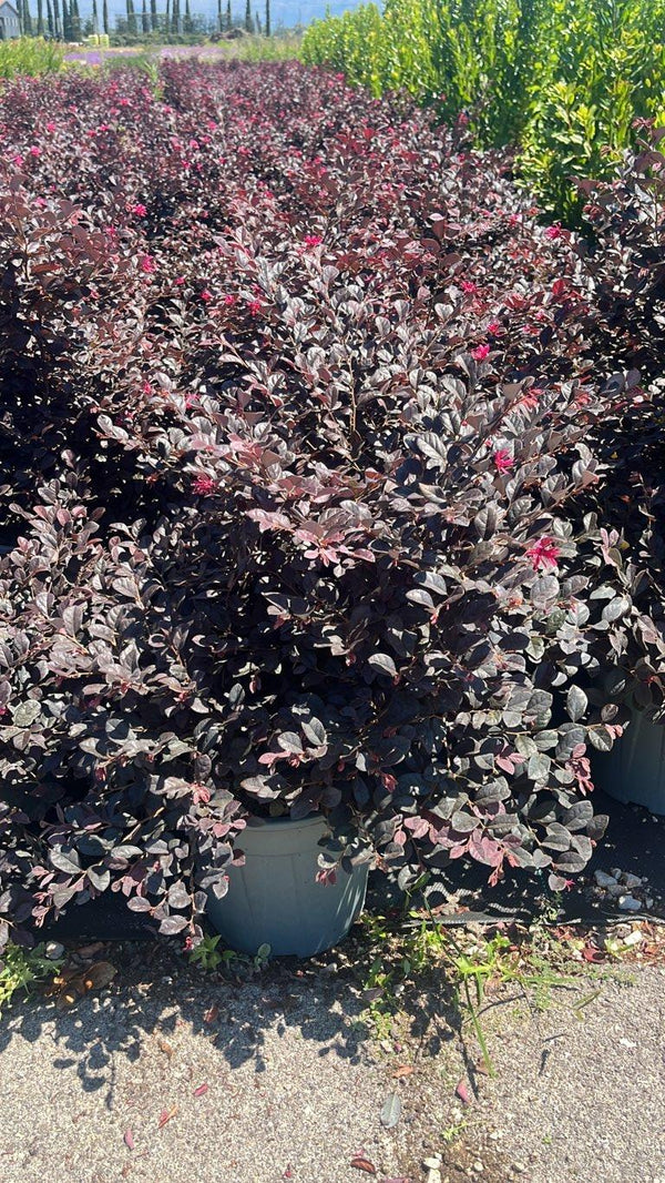 LOROPETALUM CHINENSIS BLACK Loropetalum