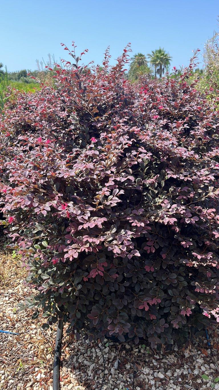 LOROPETALUM CHINENSIS BLACK Loropetalum