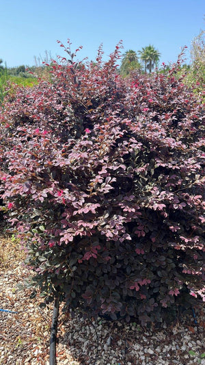 LOROPETALUM CHINENSIS BLACK Loropetalum