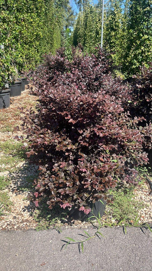 LOROPETALUM CHINENSIS BLACK Loropetalum