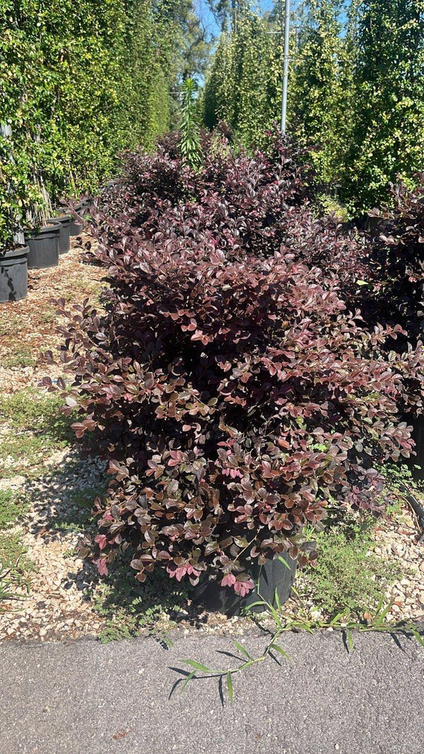 LOROPETALUM CHINENSIS BLACK Loropetalum