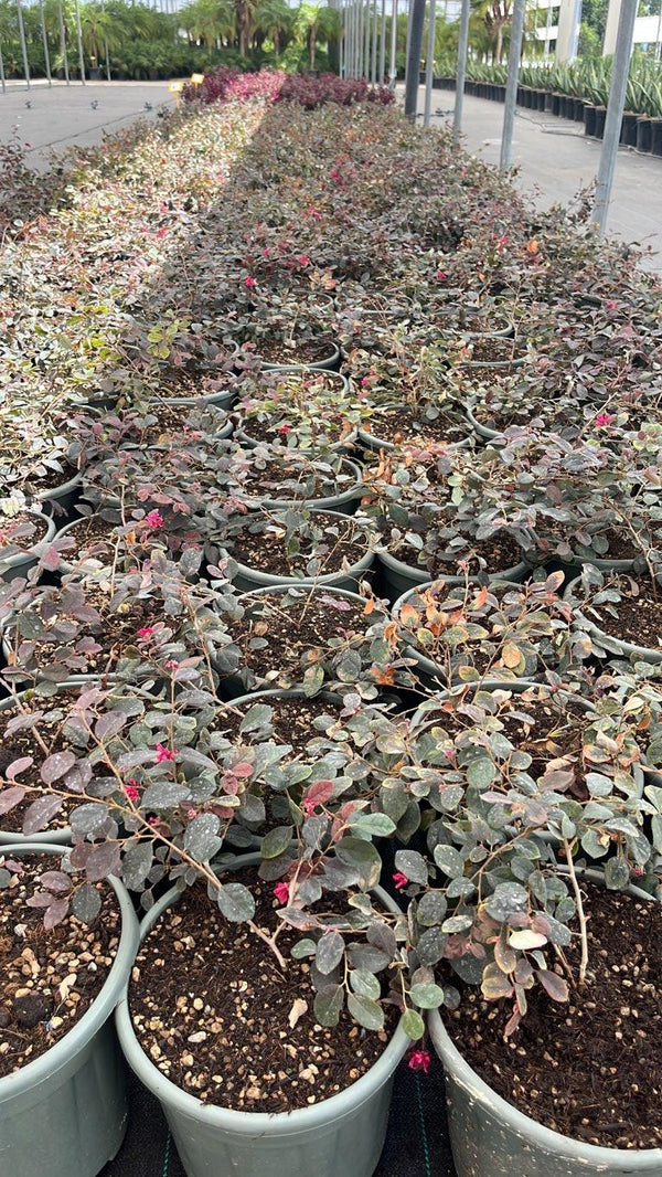 LOROPETALUM CHINENSIS BLACK Loropetalum