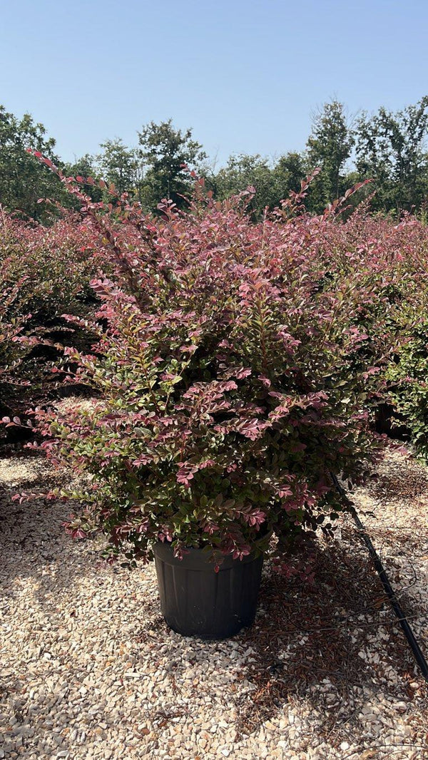 LOROPETALUM CHINENSIS BLACK Loropetalum