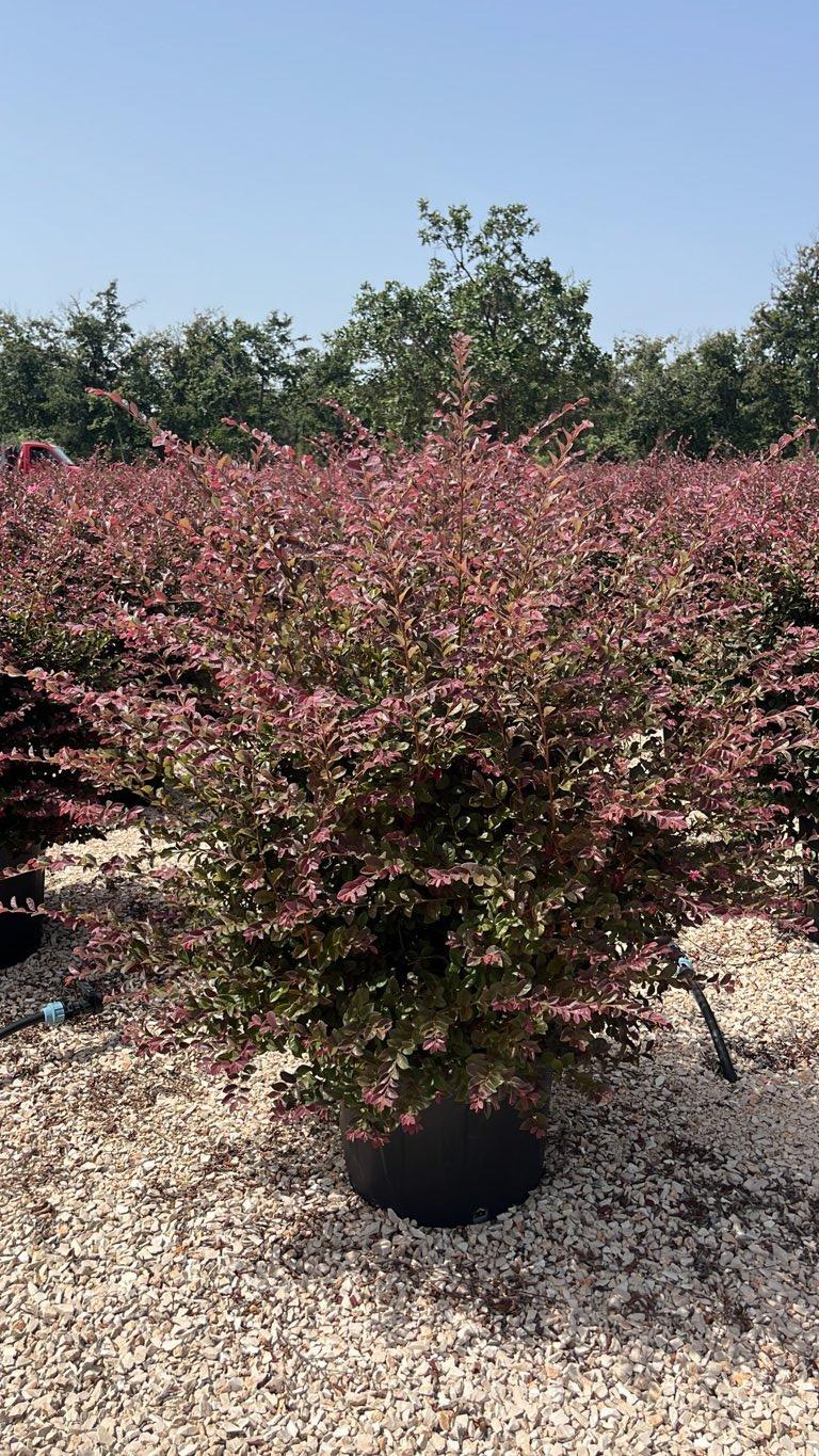 LOROPETALUM CHINENSIS BLACK Loropetalum
