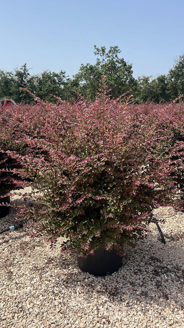 LOROPETALUM CHINENSIS BLACK Loropetalum
