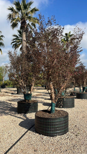 LOROPETALUM CHINENSIS BLACK PEARL Loropetalum