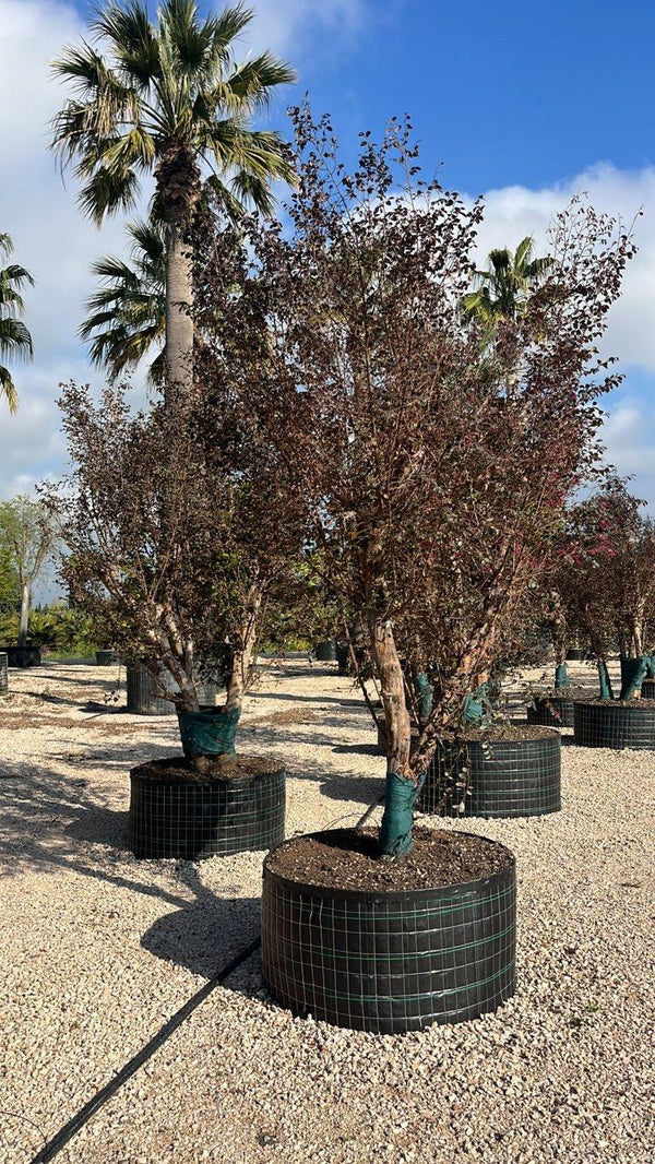 LOROPETALUM CHINENSIS BLACK PEARL Loropetalum