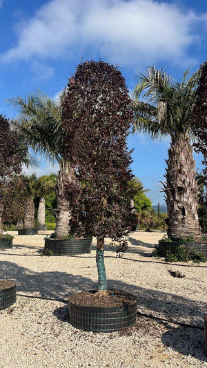 LOROPETALUM CHINENSIS BLACK PEARL Loropetalum