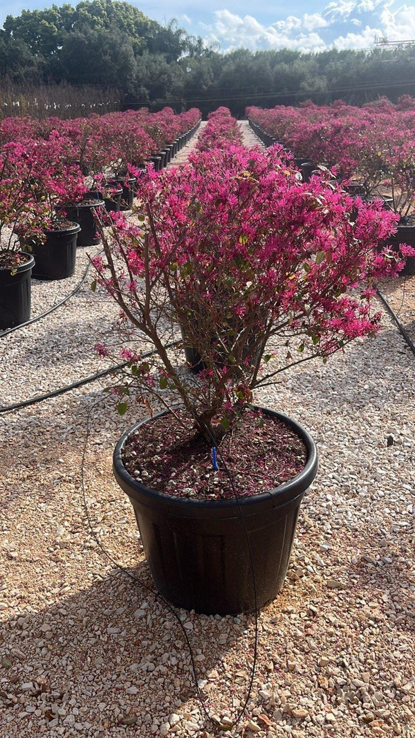 LOROPETALUM CHINENSIS FEDE Loropetalum