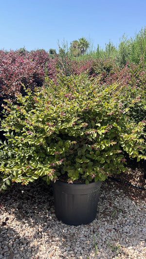 LOROPETALUM CHINENSIS FEDE Loropetalum