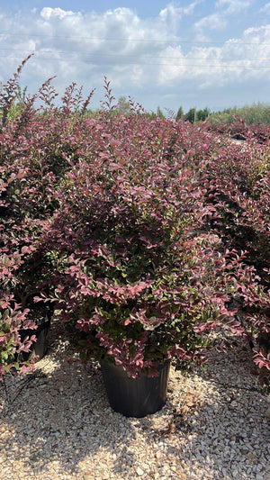 LOROPETALUM CHINENSIS FEDE Loropetalum