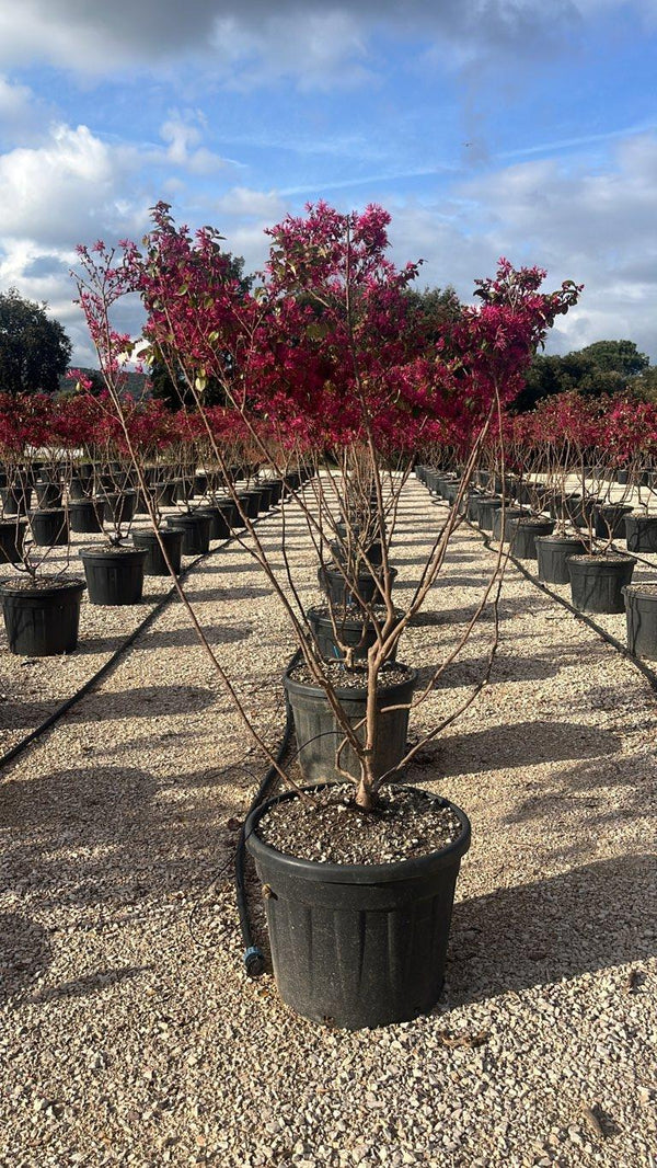 LOROPETALUM CHINENSIS FEDE Loropetalum