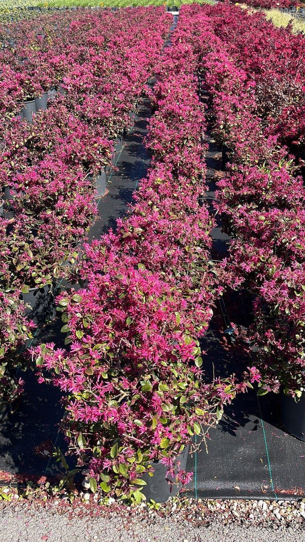 LOROPETALUM CHINENSIS FEDE Loropetalum