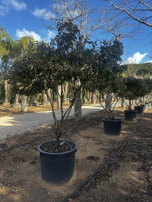 LOROPETALUM CHINENSIS Loropetalum