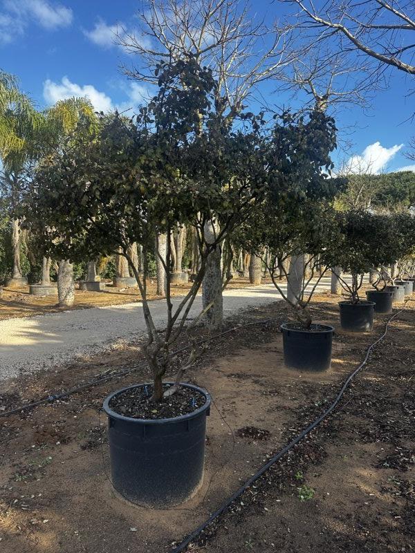 LOROPETALUM CHINENSIS Loropetalum