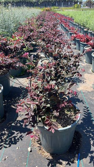 LOROPETALUM CHINENSIS RUBRUM EVER RED Loropetalum