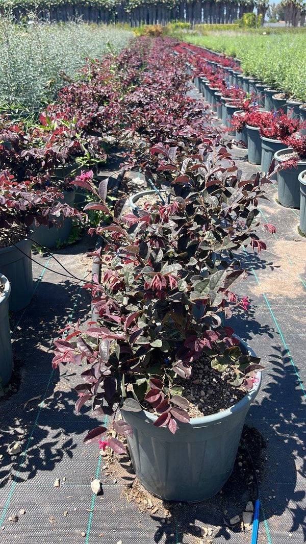 LOROPETALUM CHINENSIS RUBRUM EVER RED Loropetalum