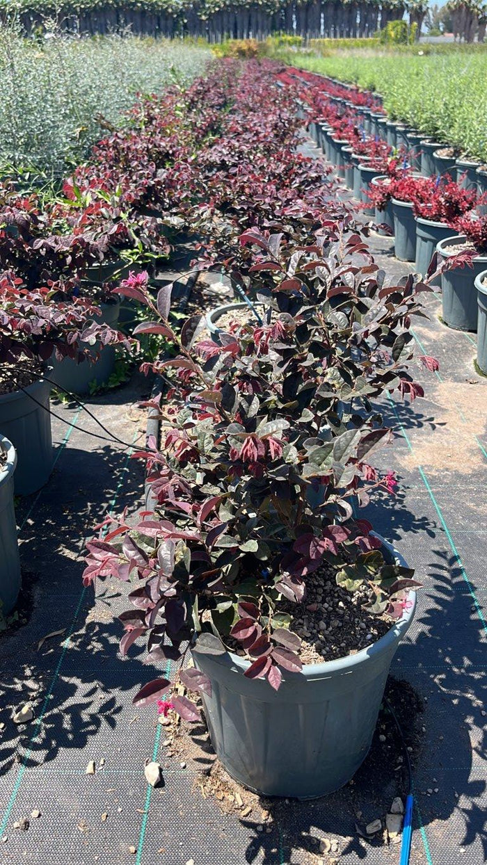 LOROPETALUM CHINENSIS RUBRUM EVER RED Loropetalum