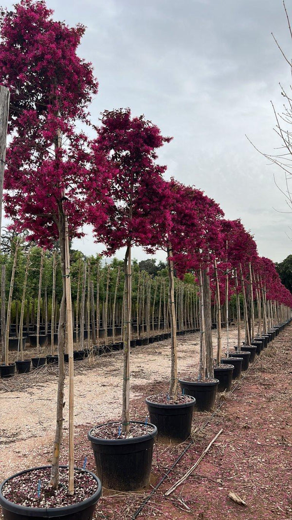 LOROPETALUM CHINENSIS RUBRUM FIRE DANCE Loropetalum