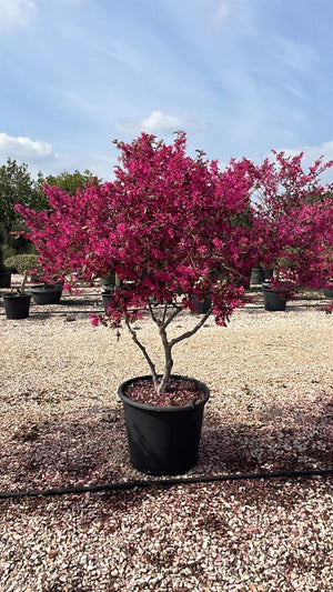 LOROPETALUM CHINENSIS RUBRUM FIRE DANCE Loropetalum