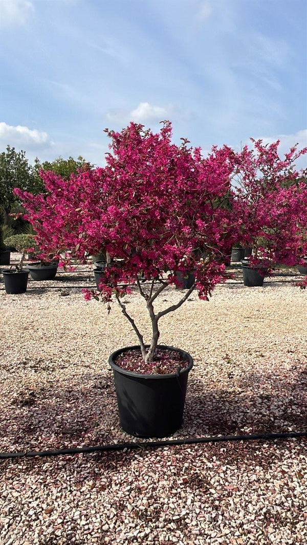 LOROPETALUM CHINENSIS RUBRUM FIRE DANCE Loropetalum
