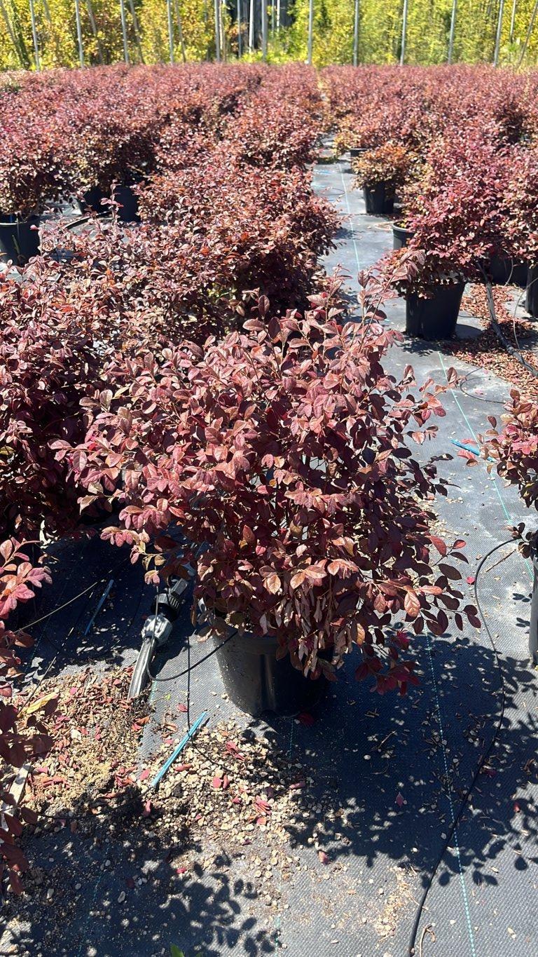 LOROPETALUM CHINENSIS RUBRUM FIRE DANCE Loropetalum
