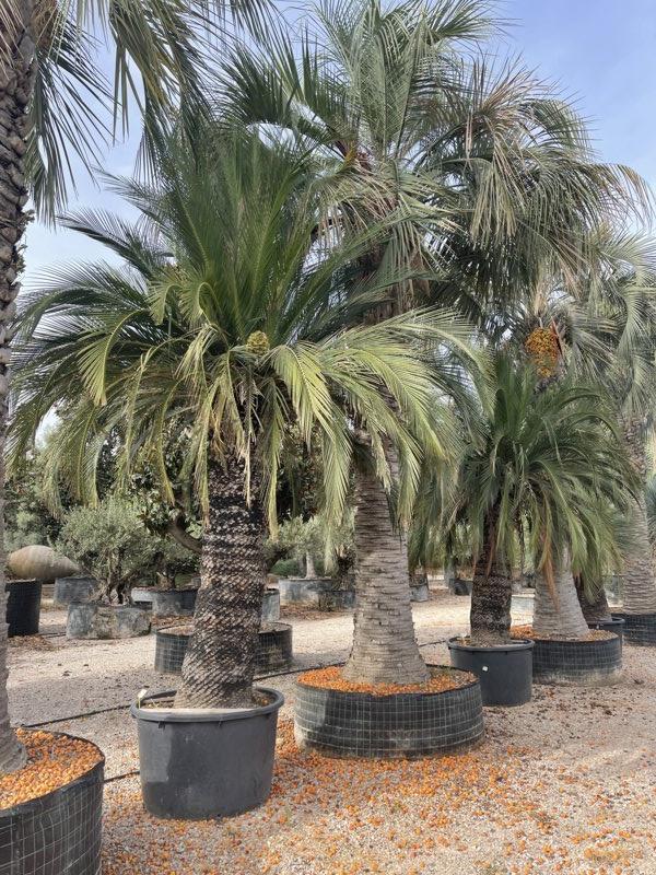 MACROZAMIA MOOREI Macrozamia, cicade di Moore