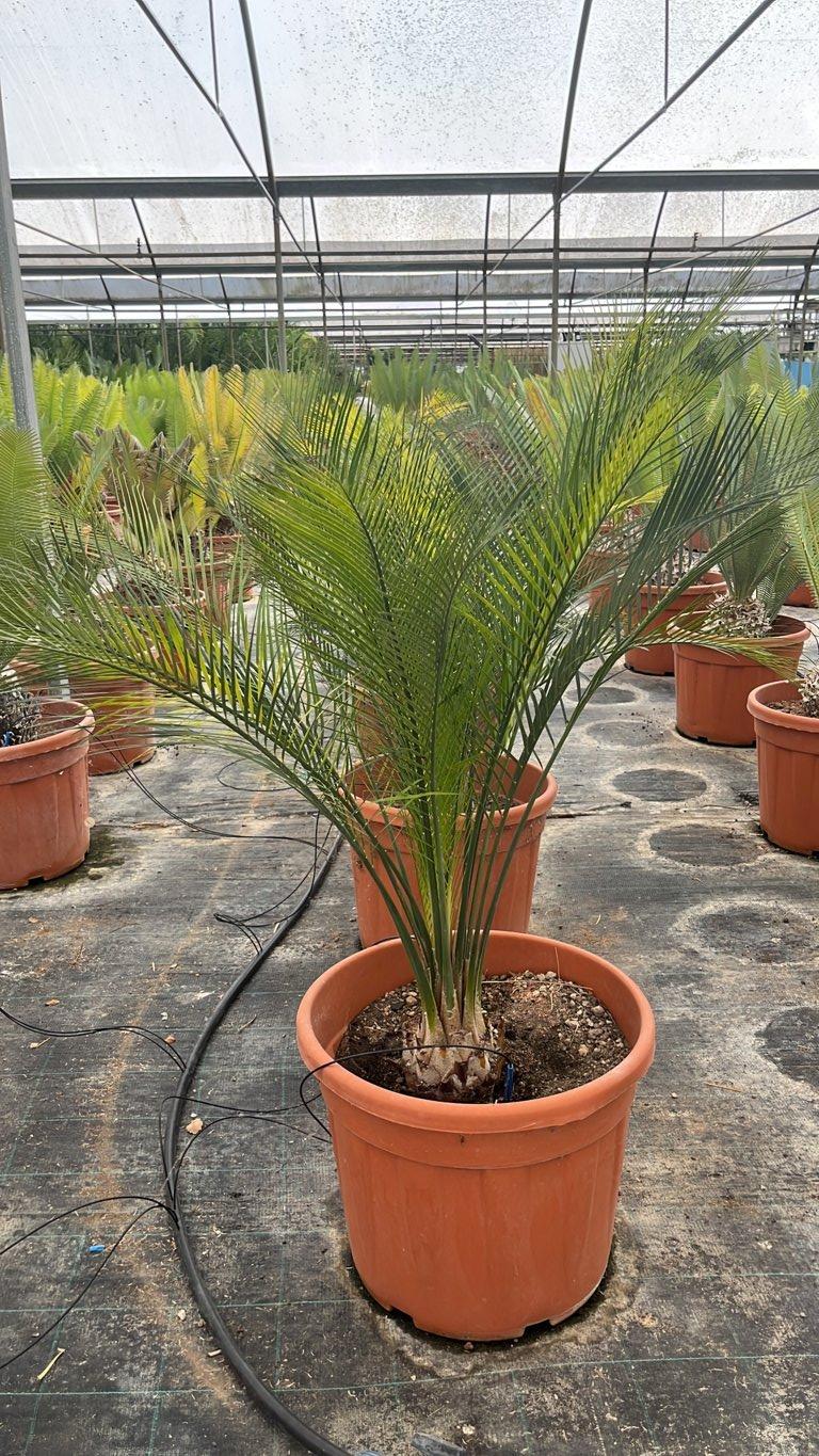 MACROZAMIA MOOREI Macrozamia, cicade di Moore