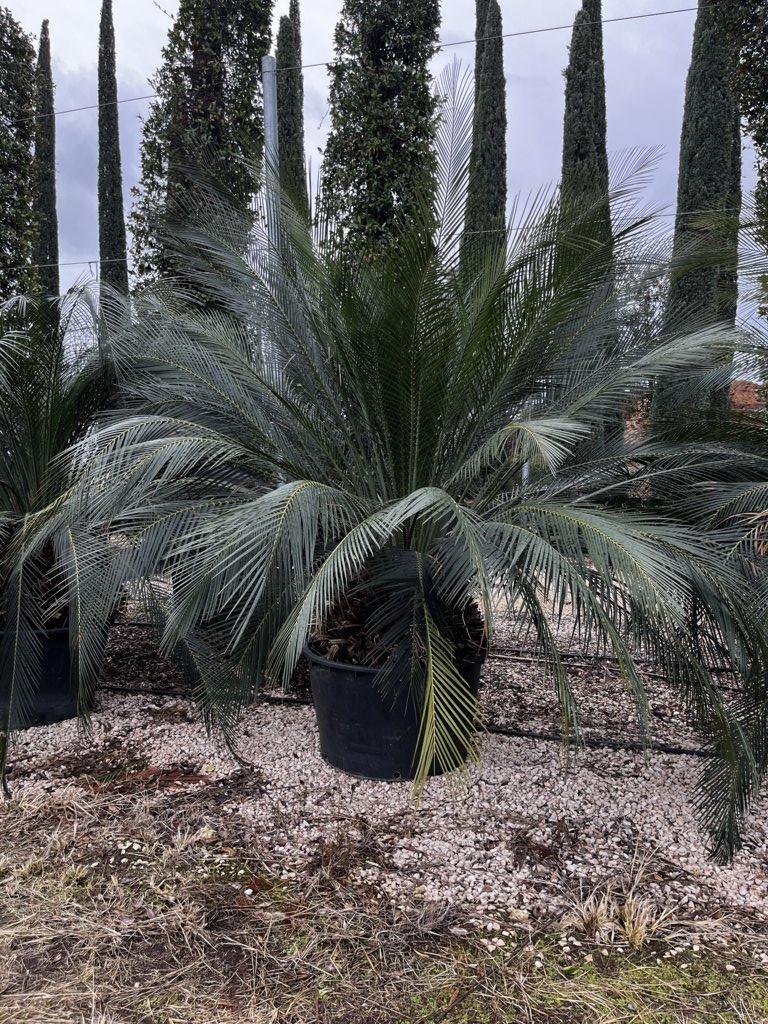 MACROZAMIA MOOREI Macrozamia, cicade di Moore