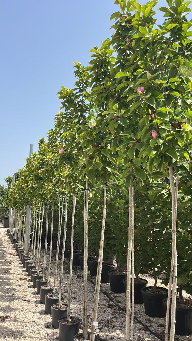 MAGNOLIA F.C CLEOPATRA Magnolia