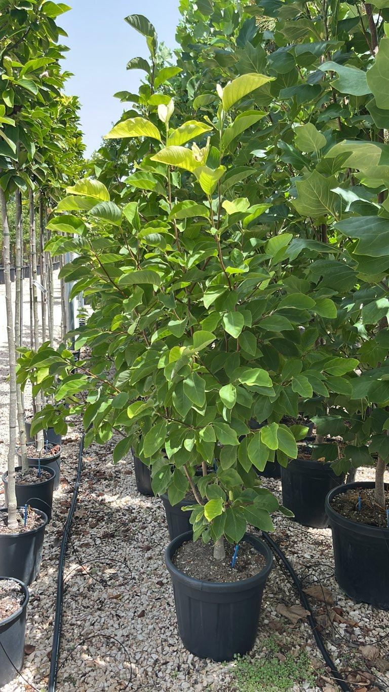 MAGNOLIA F.C DAPHNE Magnolia