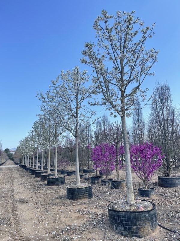 MAGNOLIA F.C KOBUS Magnolia giapponese