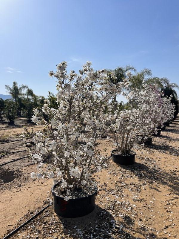 MAGNOLIA F.C STELLATA