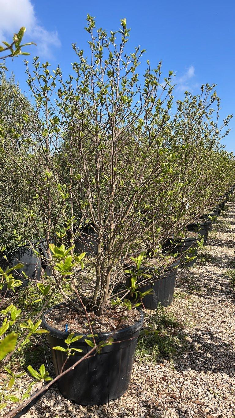 MAGNOLIA F.C STELLATA