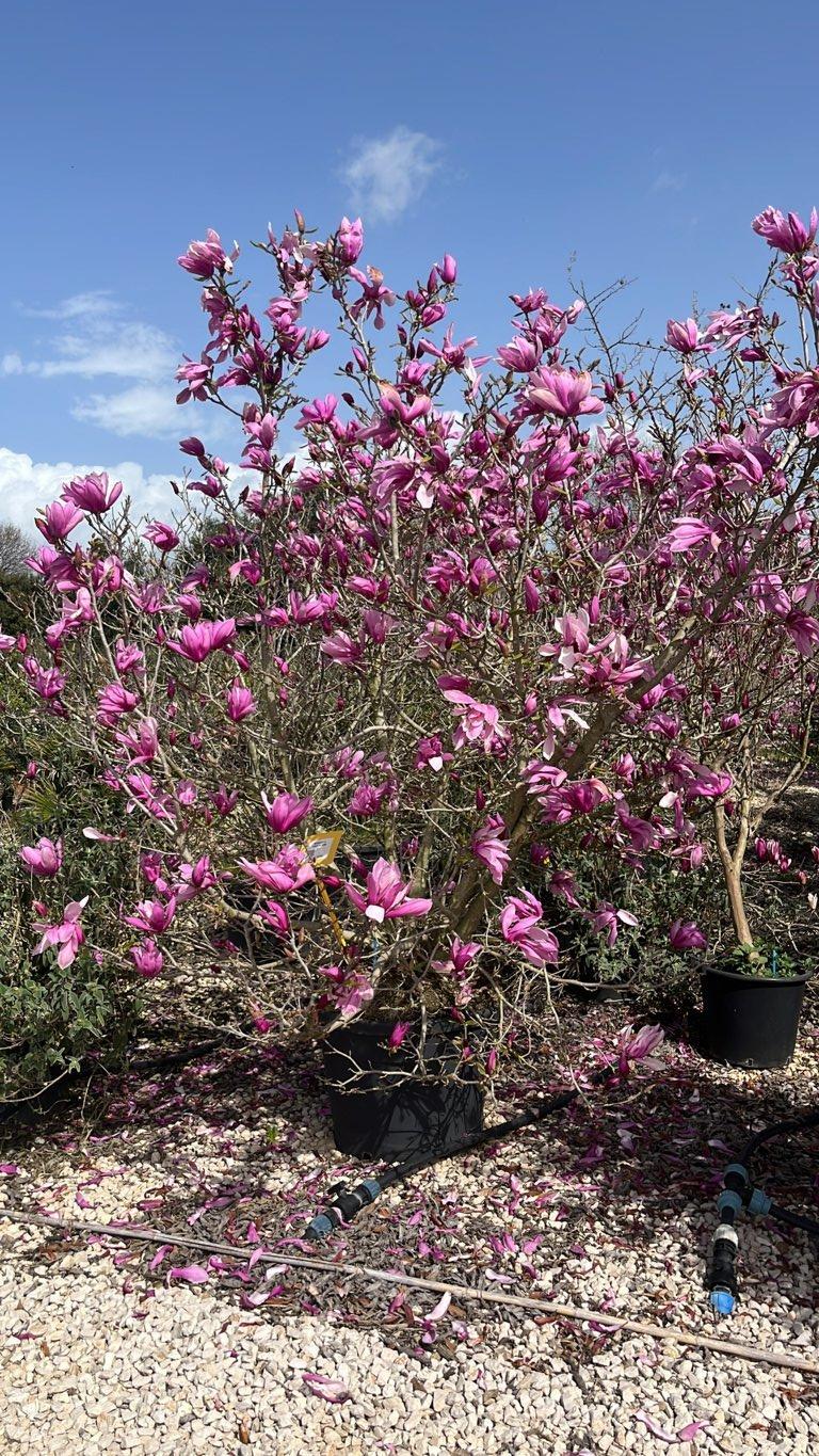 MAGNOLIA F.C VARIET  DA FIORE Magnolia da fiore, magnolia Soulangeana
