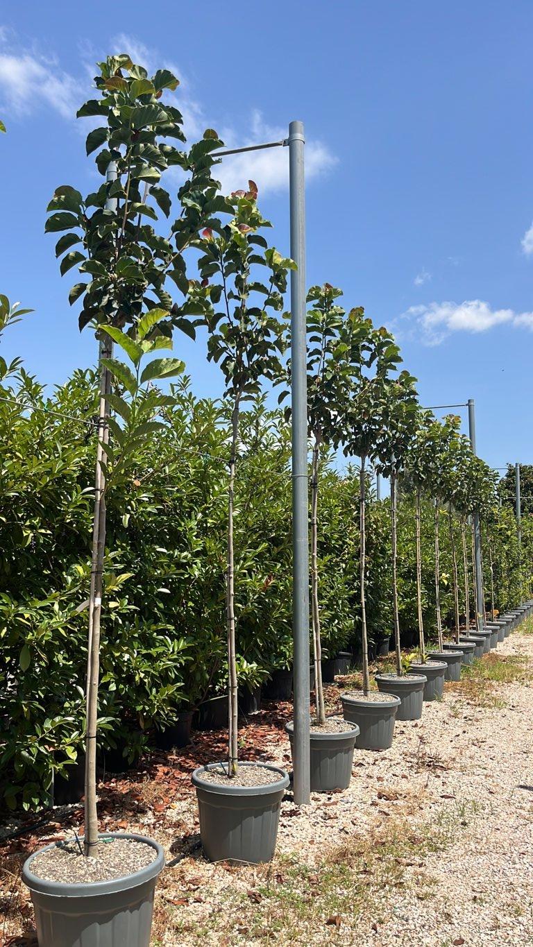 MAGNOLIA F.C WATERMELON Magnolia