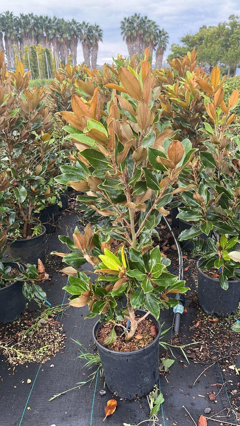 MAGNOLIA S. GRANDIFLORA ALTA MAGNOLIA