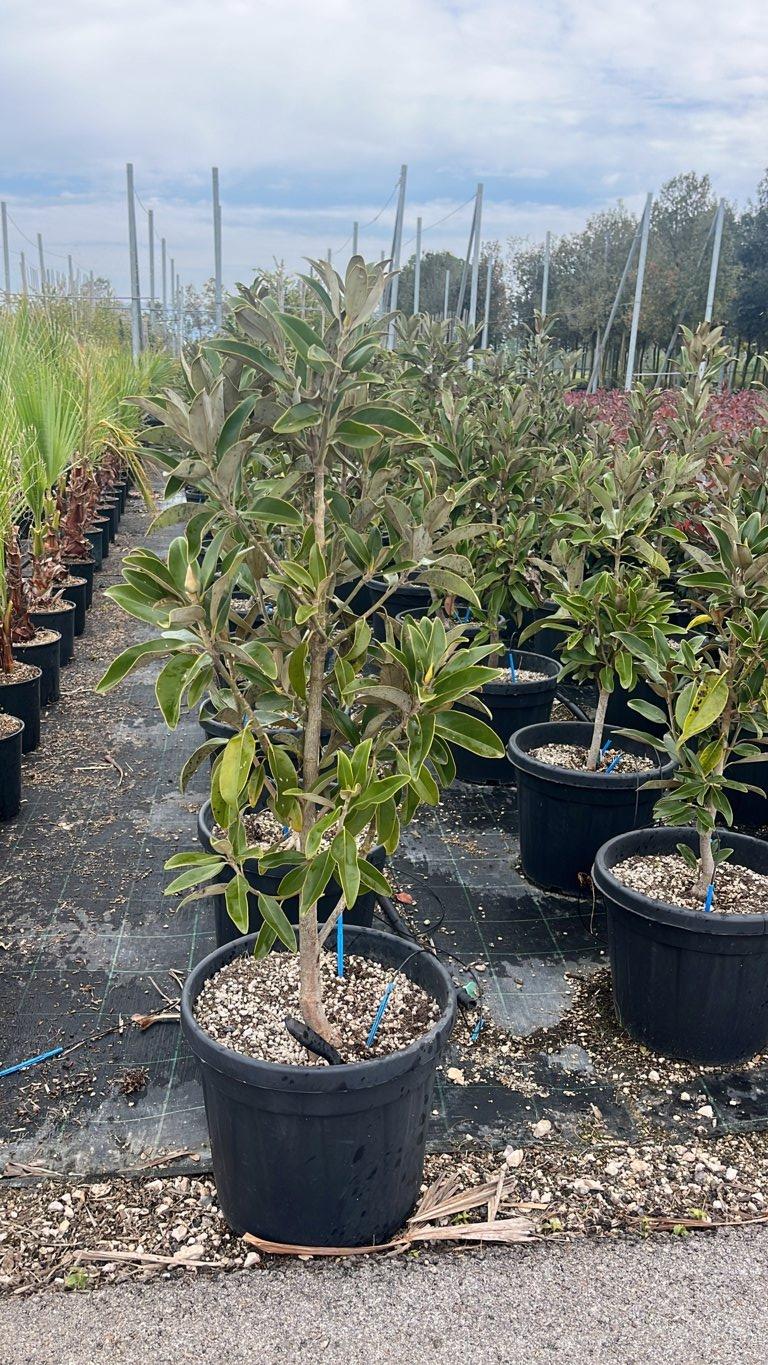 MAGNOLIA S. GRANDIFLORA ALTA MAGNOLIA