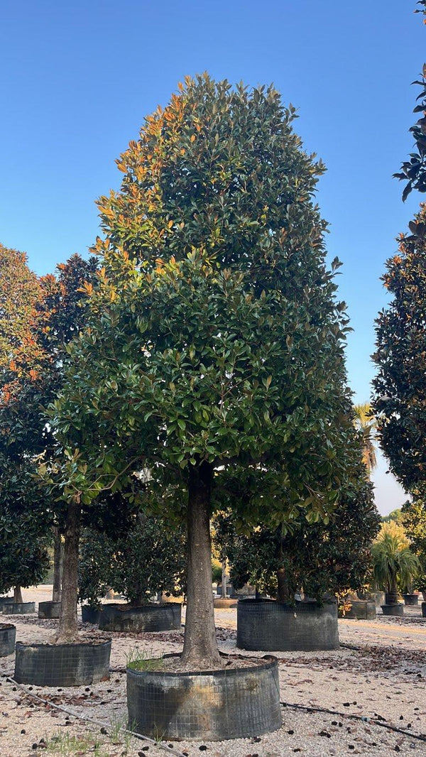 MAGNOLIA S. GRANDIFLORA GALLISONIENSIS MAGNOLIA