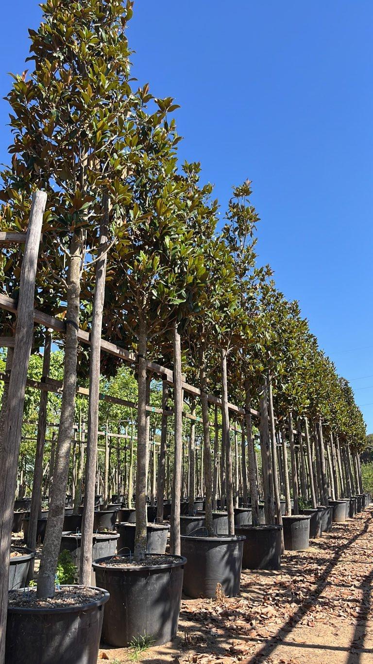MAGNOLIA S. GRANDIFLORA GALLISONIENSIS MAGNOLIA