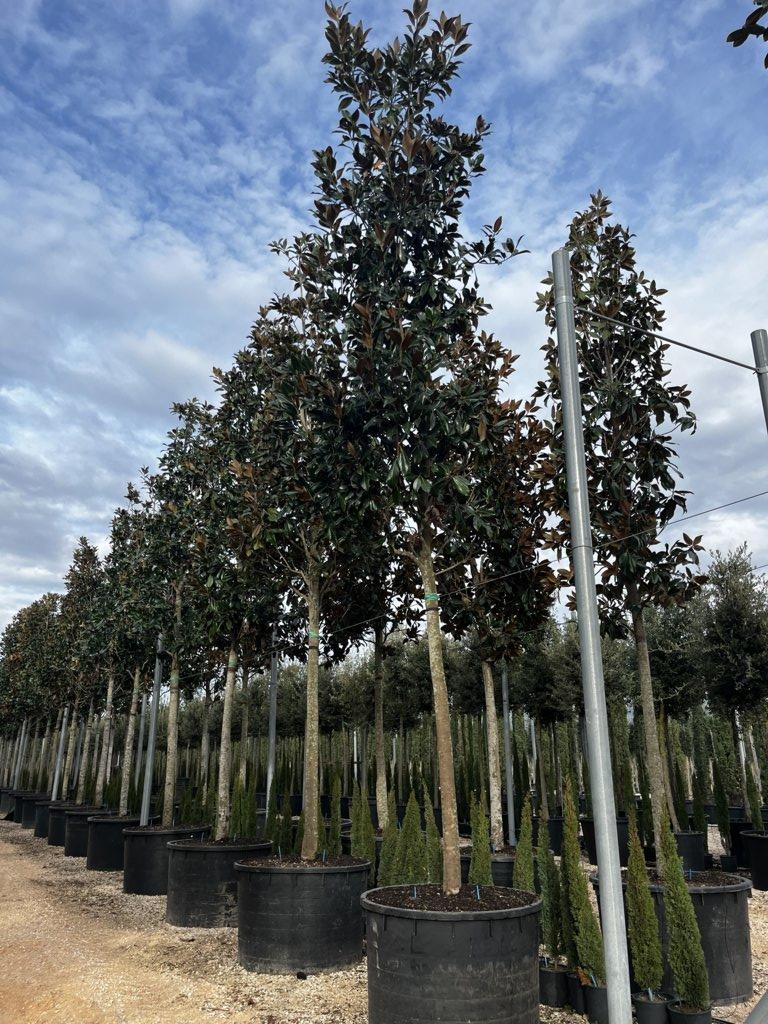 MAGNOLIA S. GRANDIFLORA GALLISONIENSIS MAGNOLIA