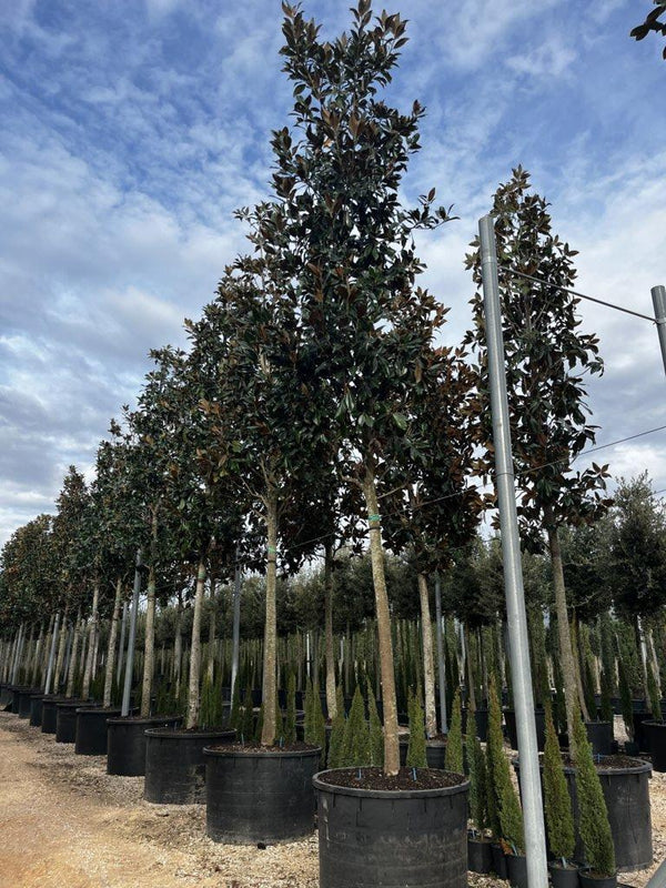 MAGNOLIA S. GRANDIFLORA GALLISONIENSIS MAGNOLIA