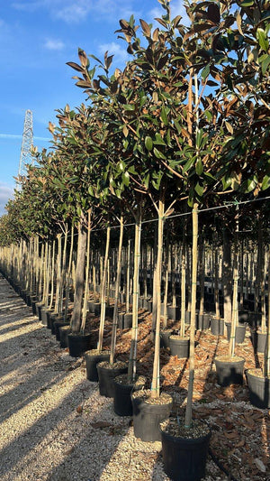 MAGNOLIA S. GRANDIFLORA GALLISONIENSIS MAGNOLIA