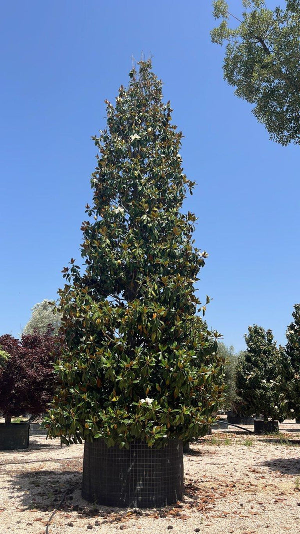 MAGNOLIA S. GRANDIFLORA GALLISONIENSIS MAGNOLIA