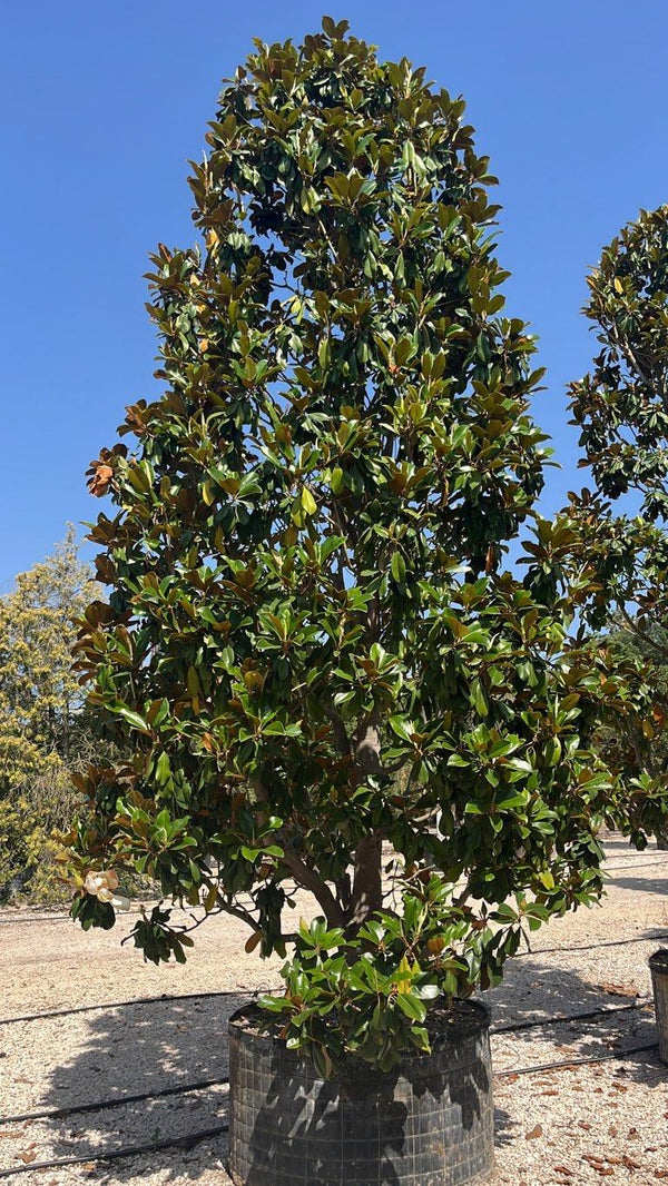 MAGNOLIA S. GRANDIFLORA GALLISONIENSIS MAGNOLIA